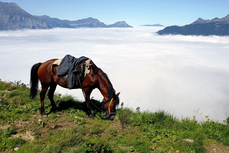 Swisspecial - Private Guiding in Switzerland - Inquiry - Mountain Horseback Ride