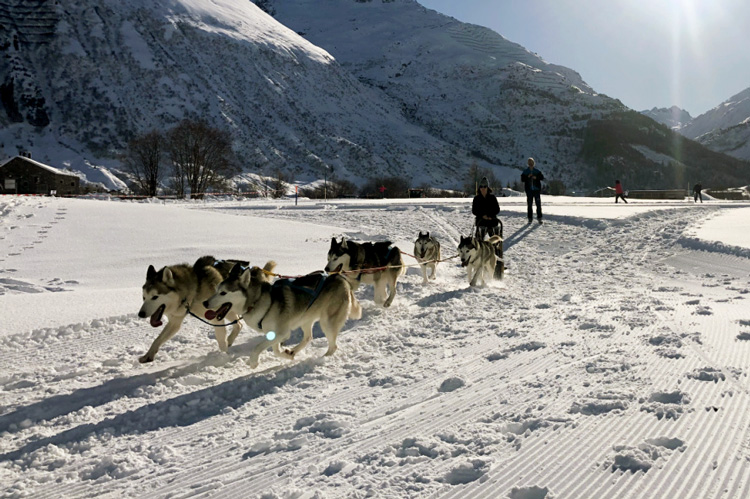 Swisspecial - Private Guiding in Switzerland - Trips - Husky Dream 2